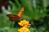 DSC 1592  Jardin des Papillons